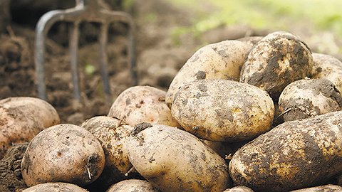 Прощай, немытая картошка!