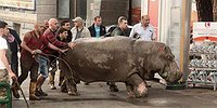 Животный ужас в Тбилиси