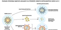Как работает вакцина