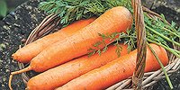 Своя морковка круглый год