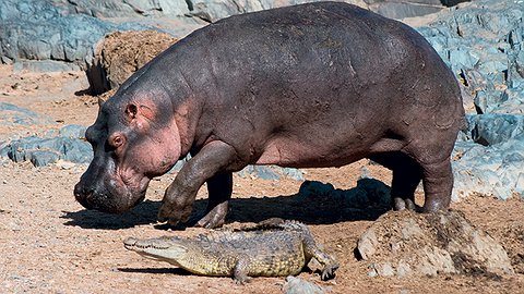 Проблема бегемотов в Колумбии