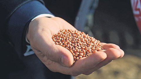 Продуктовый напор