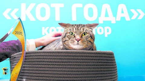 А потом – суд с котом